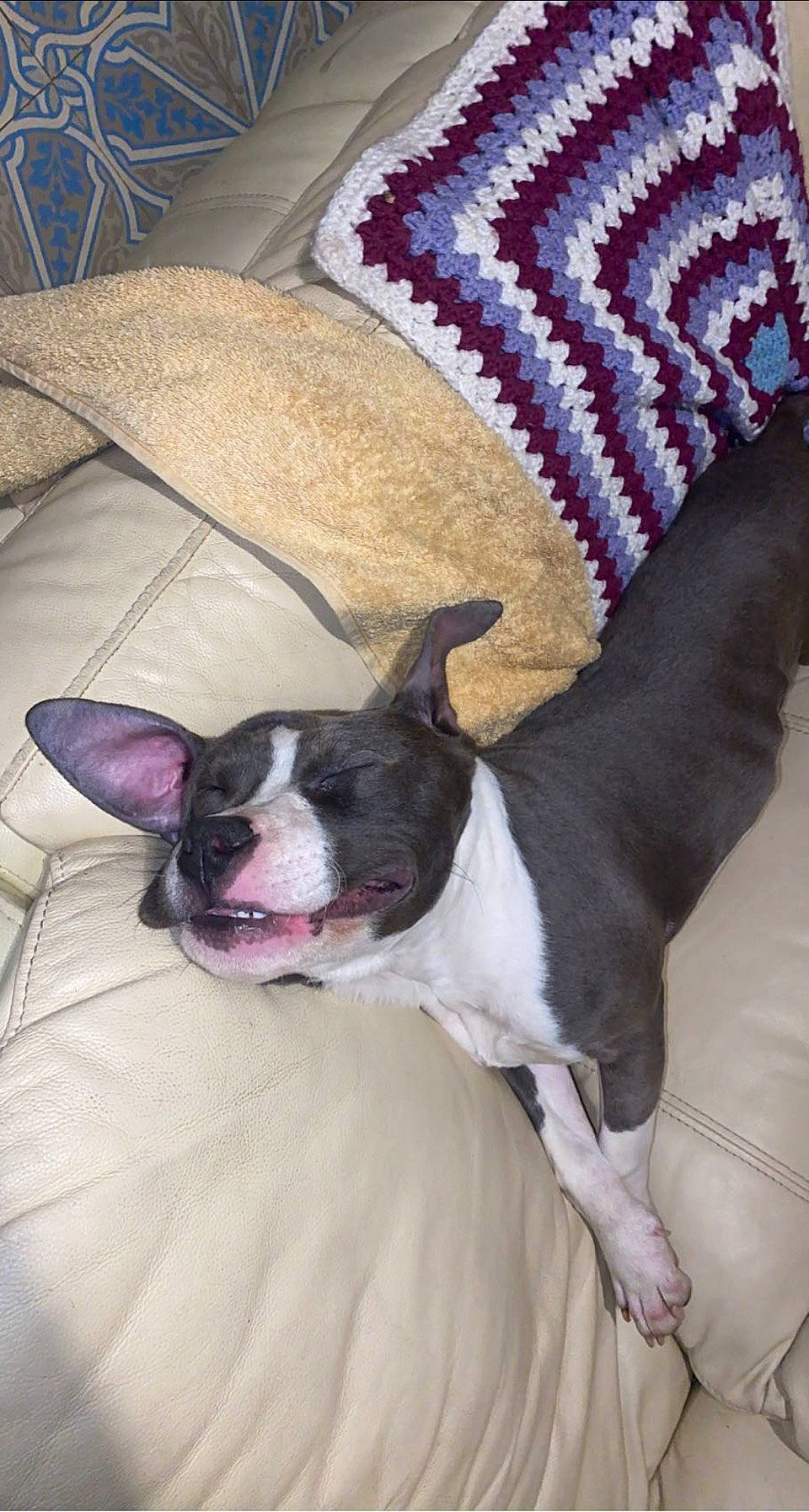 Saphir participe au concours pour gagner de l'argent avec cette photo : boston_terrier, canidae, carmine, carnivore, collar, comfort, companion_dog, couch, dog, dog_breed, dog_supply, ear, fawn, linens, non_sporting_group, snout, sporting_group, toy_dog, whiskers, working_animal