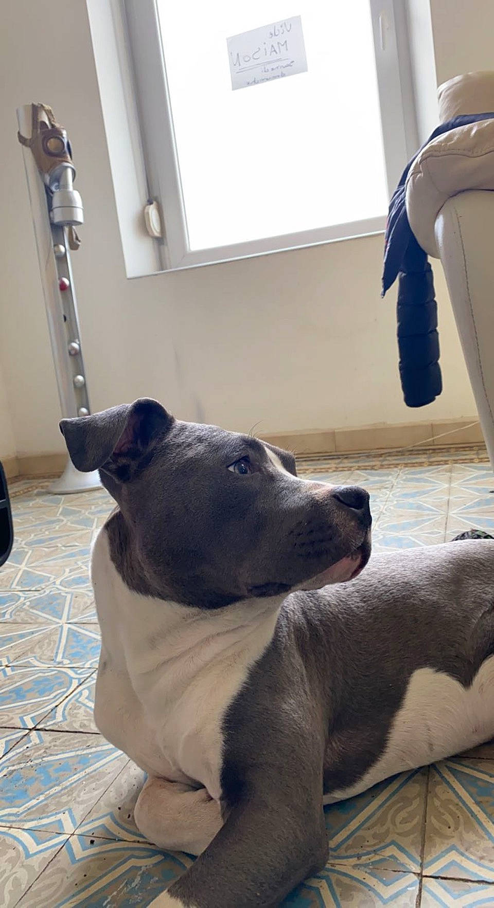 Saphir participe au concours pour gagner de l'argent avec cette photo : canidae, carnivore, comfort, companion_dog, dog, dog_breed, fawn, floor, flooring, grey, hardwood, mammal, snout, sporting_group, tail, terrestrial_animal, whiskers, window, wood, working_animal