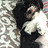 Kobe joined the competition — help win amazing prizes! dog, black_and_white, fluffy, lying_down, blanket, patterned_blanket, striped_pillow, indoor, pet, cute, small_dog, fur, relaxed, looking_at_camera, head_tilt, cozy, domestic_animal, companion, animal, resting