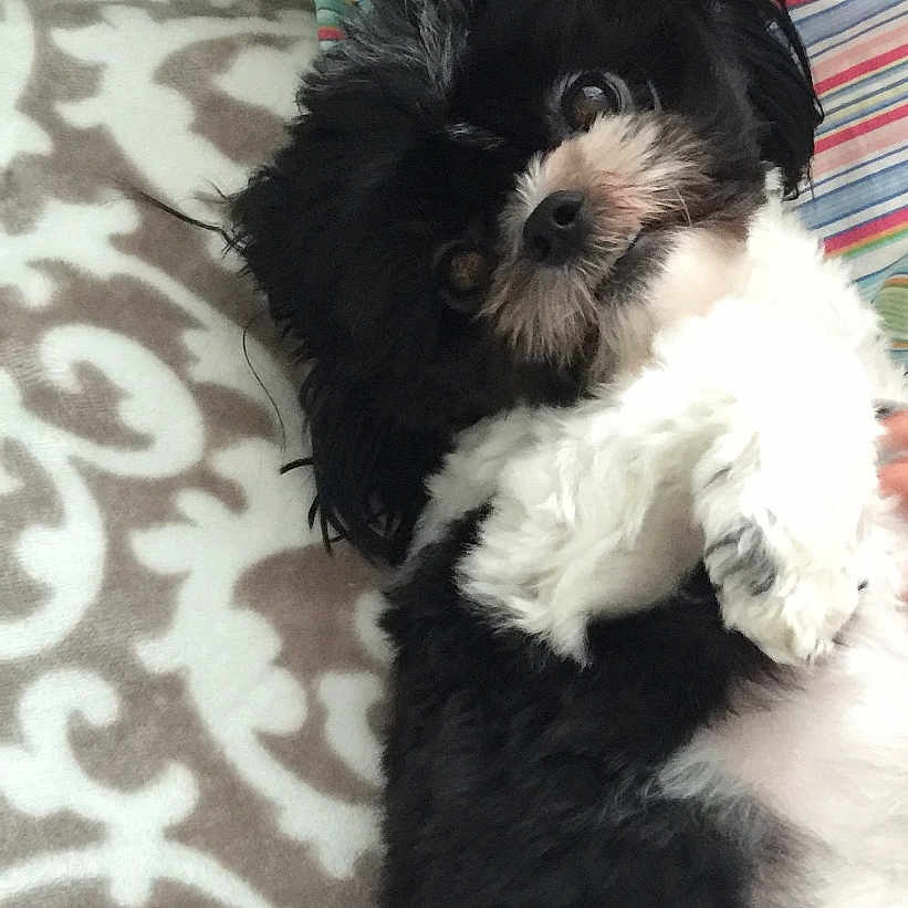 Kobe joined the competition — help win amazing prizes! dog, black_and_white, fluffy, lying_down, blanket, patterned_blanket, striped_pillow, indoor, pet, cute, small_dog, fur, relaxed, looking_at_camera, head_tilt, cozy, domestic_animal, companion, animal, resting