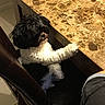 dog, black_and_white, fluffy, chair, marble_table, paw, indoor, tile_floor, furniture, pet, canine, curly_fur, sitting, resting_paw, closeup, home, domestic_animal, cozy, brown, table