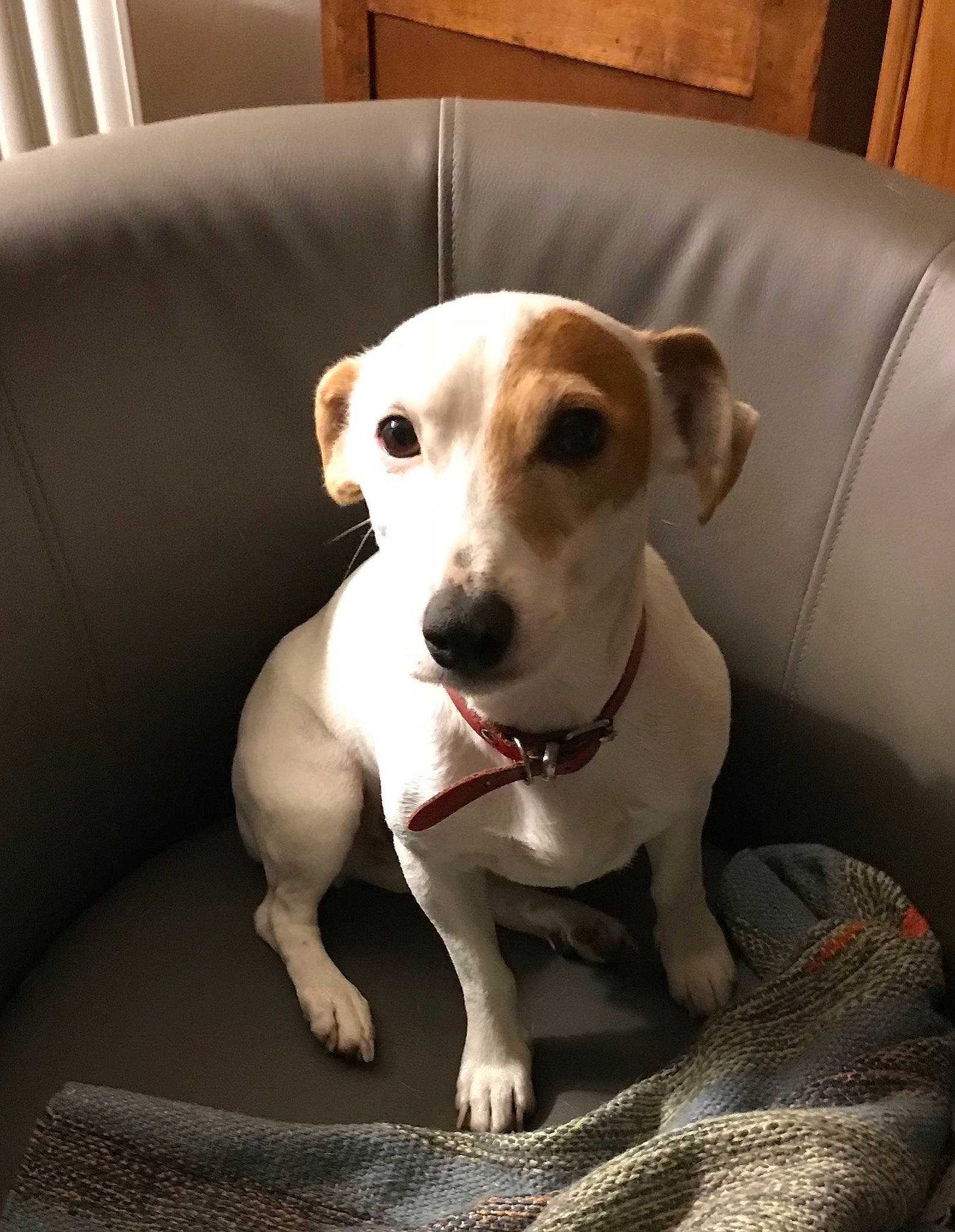 Jenny a rejoint le concours — aidez-le/la à gagner de superbes lots ! canidae, carnivore, chair, collar, comfort, companion_dog, couch, cup, dishware, dog, dog_breed, dog_supply, fawn, flooring, pet_supply, serveware, snout, sporting_group, whiskers, working_animal