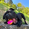 Toby a rejoint le concours — aidez-le/la à gagner de superbes lots ! dog, black_dog, pet, animal, outdoors, nature, grass, trees, blue_sky, sunlight, stone, ledge, moss, toy, ball, pink_toy, orange_toy, open_mouth, teeth, playful