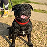 dog, black_dog, pet, sitting, smiling, happy, red_collar, outdoor, sunlight, park, path, grass, gravel, pavement, animal, portrait, close_up, canine, sport_shoes, person
