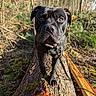 Toby a rejoint le concours — aidez-le/la à gagner de superbes lots ! dog, black_dog, pet, canine, animal, portrait, close_up, face, eyes, nose, collar, leash, forest, woodland, outdoors, nature, fallen_tree, tree_trunk, sunlight, shadows