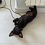 dog, black_dog, lying_down, upside_down, floor, tile_floor, radiator, indoor, pet, playful, relaxed, ears, collar, chain_collar, ball, yellow_ball, cable, home, animal, paw