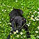 Toby