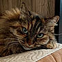 Joya a rejoint le concours — aidez-le/la à gagner de superbes lots ! cat, tabby, fluffy, green_eyes, pet, animal, close_up, portrait, resting, indoor, feline, cute, whiskers, soft, cozy, relaxed, fur, laying, face, texture
