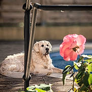 Nimba a rejoint le concours — aidez-le/la à gagner de superbes lots ! dog, golden_retriever, flower, pink_flower, pool, wooden_deck, fence, outdoor, sunlight, pet, animal, relaxing, nature, garden, leaf, daylight, calm, portrait, canine, summer