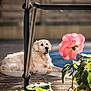 animal, calm, canine, daylight, dog, fence, flower, garden, golden_retriever, leaf, nature, outdoor, pet, pink_flower, pool, portrait, relaxing, summer, sunlight, wooden_deck