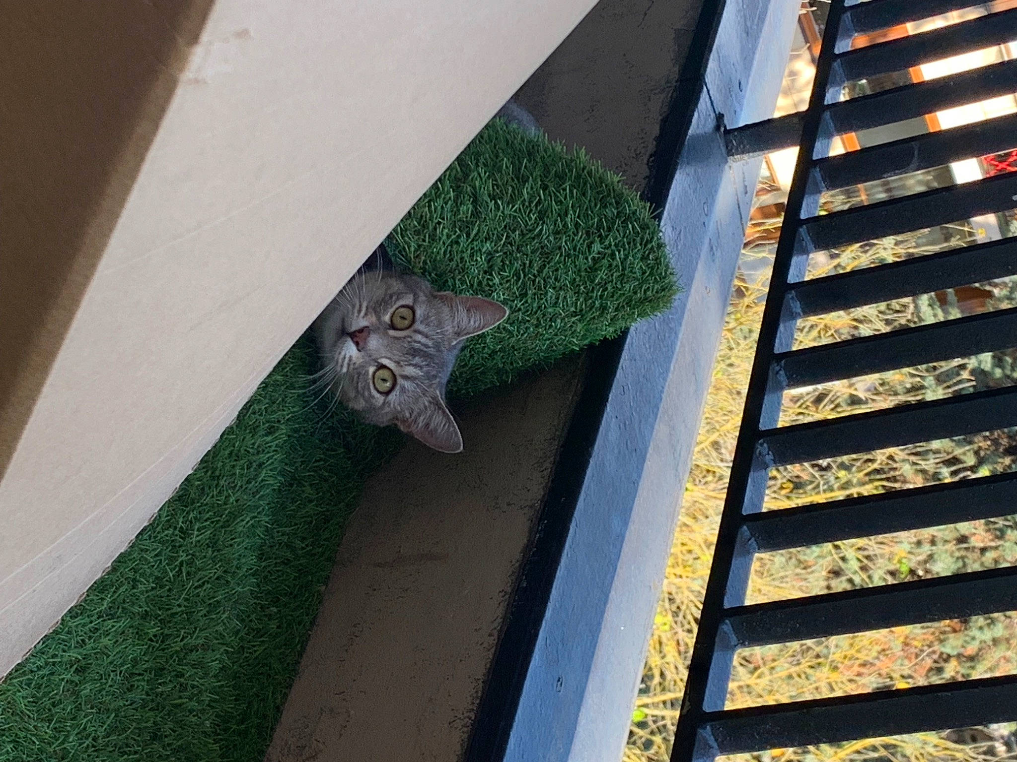 Luna participe au concours pour gagner de l'argent avec cette photo : building, cat, concrete, daylighting, domestic_short_haired_cat, facade, felidae, handrail, house, metal, pattern, plant, rectangle, room, small_to_medium_sized_cats, stairs, symmetry, tail, urban_design, wood