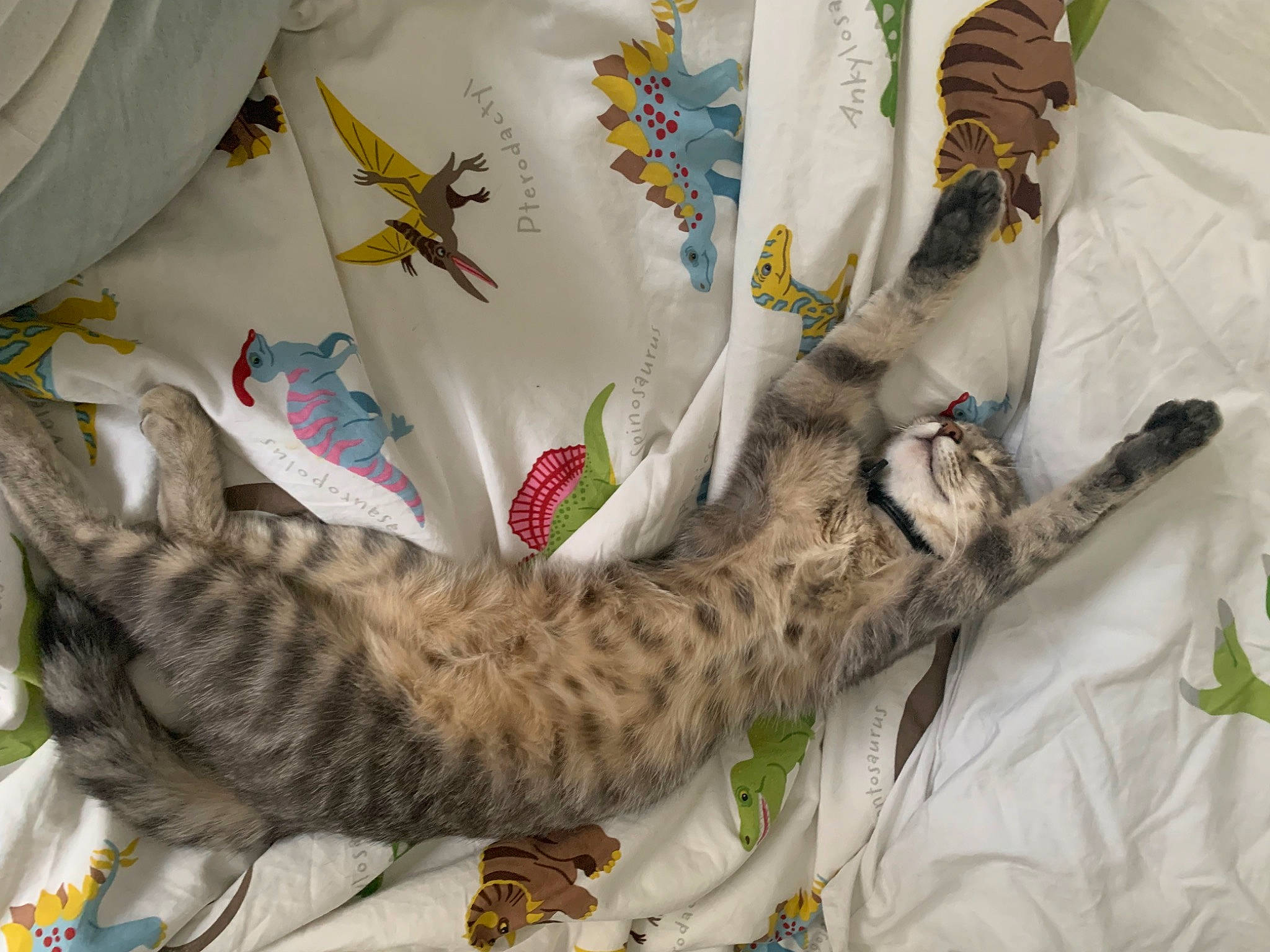 Luna participe au concours pour gagner de l'argent avec cette photo : bag, bed, bed_sheet, bedding, carnivore, cat, claw, comfort, domestic_short_haired_cat, felidae, fur, linens, military_camouflage, pattern, paw, room, small_to_medium_sized_cats, tail, textile, whiskers