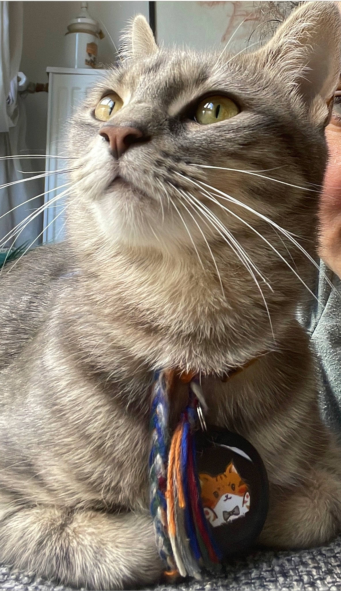 Luna a rejoint le concours — aidez-le/la à gagner de superbes lots ! carnivore, cat, claw, collar, comfort, domestic_short_haired_cat, electric_blue, felidae, fur, iris, paw, pet_supply, small_to_medium_sized_cats, snout, terrestrial_animal, whiskers, window