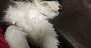 Punkin is registered to the contest to win money with this photo: dog, puppy, fluffy, lying_down, couch, leather, relaxed, sleeping, fur, pet, indoor, brown, white, black, nose, paw, ears, resting, domestic_animal, cozy