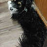 dog, puppy, black_fur, white_fur, wooden_floor, wooden_cabinet, pet, indoor, lying_down, curious, tousled_fur, nose, paw, canine, companion, cute, animal, fur, looking_back, floor