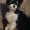 puppy, dog, black_and_white, fluffy, sitting, couch, indoor, pet, animal, cute, fur, young, small, adorable, canine, companion, portrait, furniture, domestic_animal, face
