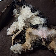 Punkin is registered to the contest to win money with this photo: animal, canine, comfortable, companion, couch, cute, dog, domestic, fluffy, fur, furry, indoor, lying_down, mammal, paw, pet, relaxed, resting, sleeping, tongue