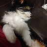 Punkin joined the competition — help win amazing prizes! animal, brown, closeup, companion, couch, cozy, cute, dog, domestic, fluffy, fur, indoors, laying, mammal, napping, paw, pet, relaxed, resting, sleeping