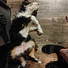 Punkin is registered to the contest to win money with this photo: dog, lying_down, wooden_floor, black_socks, tattoo, relaxed, indoor, pet, fur, tricolor, animal, paw, flooring, resting, casual, human_leg, cozy, domestic, companion, footwear