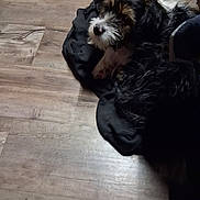 Punkin joined the competition — help win amazing prizes! dog, floor, wooden_floor, black_clothing, pet, indoor, curious, scruffy, fur, laying_down, animal, cozy, shadow, paw, looking_up, cute, small_dog, domestic_animal, resting, home