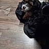 dog, floor, wooden_floor, black_clothing, pet, indoor, curious, scruffy, fur, laying_down, animal, cozy, shadow, paw, looking_up, cute, small_dog, domestic_animal, resting, home