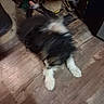 dog, blurry, floor, wooden_floor, pet, indoor, foot, barefoot, cat_tree, furniture, black_and_white, small_dog, laying_down, paw, animal, home, dim_light, fur, blur, flooring