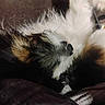 Punkin joined the competition — help win amazing prizes! dog, nose, fur, closeup, lying_down, fluffy, brown, white, black, pet, animal, relaxed, indoor, cozy, snout, sleeping, soft, texture, resting, cute