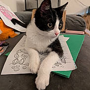 Sam joined the competition — help win amazing prizes! cat, kitten, black_and_white, coloring_page, paper, table, living_room, curious, paws, wide_eyes, furniture, folder, indoor, cute, pet, animal, relaxed, whiskers, ears, young_cat