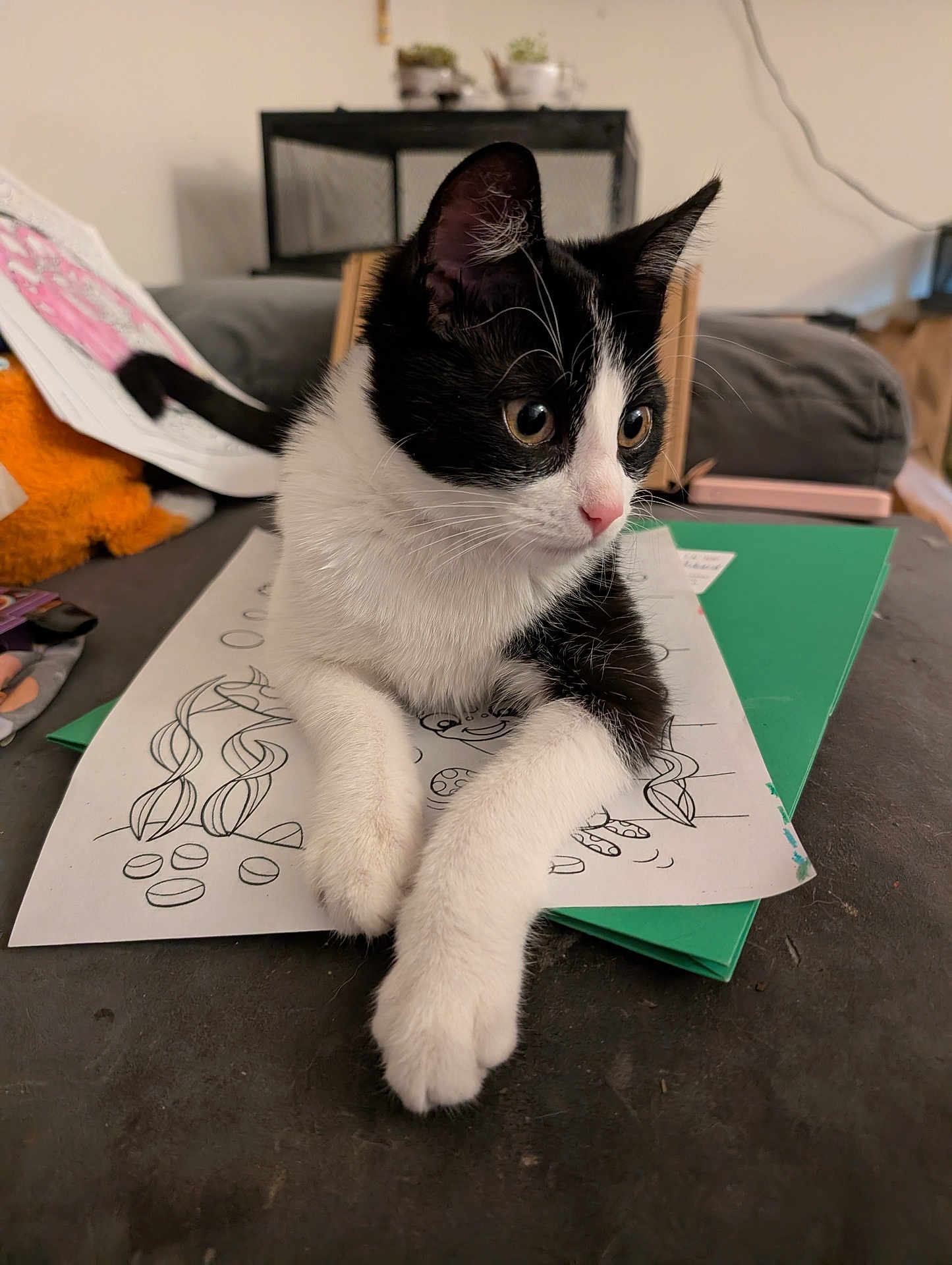 Sam joined the competition — help win amazing prizes! cat, kitten, black_and_white, coloring_page, paper, table, living_room, curious, paws, wide_eyes, furniture, folder, indoor, cute, pet, animal, relaxed, whiskers, ears, young_cat