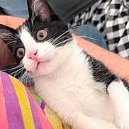 Samhain joined the competition — help win amazing prizes! kitten, cat, tuxedo_cat, close_up, pink_nose, whiskers, black_and_white, fur, big_eyes, cute, pet, indoor, blanket, colorful, human_arm, plaid_pattern, bedding, cozy, portrait, playful