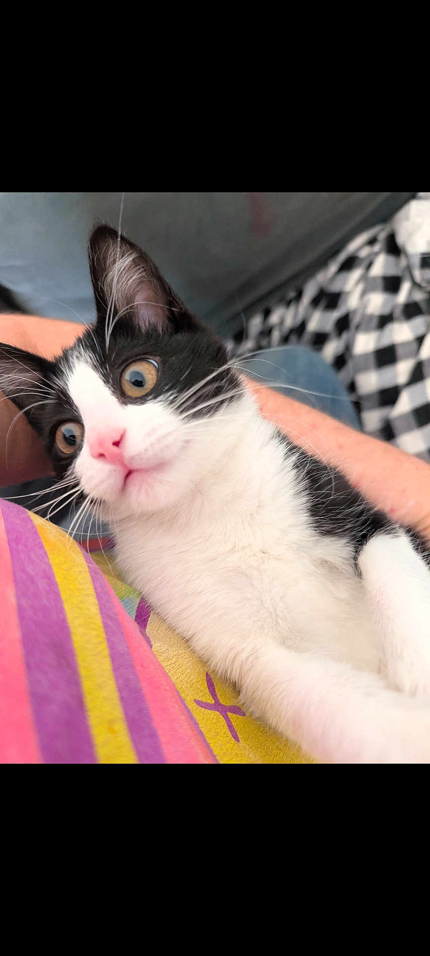 Samhain joined the competition — help win amazing prizes! kitten, cat, tuxedo_cat, close_up, pink_nose, whiskers, black_and_white, fur, big_eyes, cute, pet, indoor, blanket, colorful, human_arm, plaid_pattern, bedding, cozy, portrait, playful