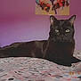 black_cat, cat, bed, bedspread, pattern, purple_wall, flowers, tulips, vase, indoor, pet, feline, animal, relaxed, lying_down, domestic_cat, cozy, portrait, room, cute
