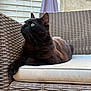 black_cat, cat, pet, animal, feline, wicker_chair, cushion, outdoor, relaxing, looking_away, fur, whiskers, ears, green_eyes, sunlight, home_garden, comfort, resting, side_view, domestic_cat