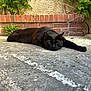 black_cat, cat, animal, pet, relaxed, outdoor, concrete, brick_wall, greenery, vine, laying_down, paw, feline, resting, nature, lazy, quiet, sunlight, calm, urban_garden