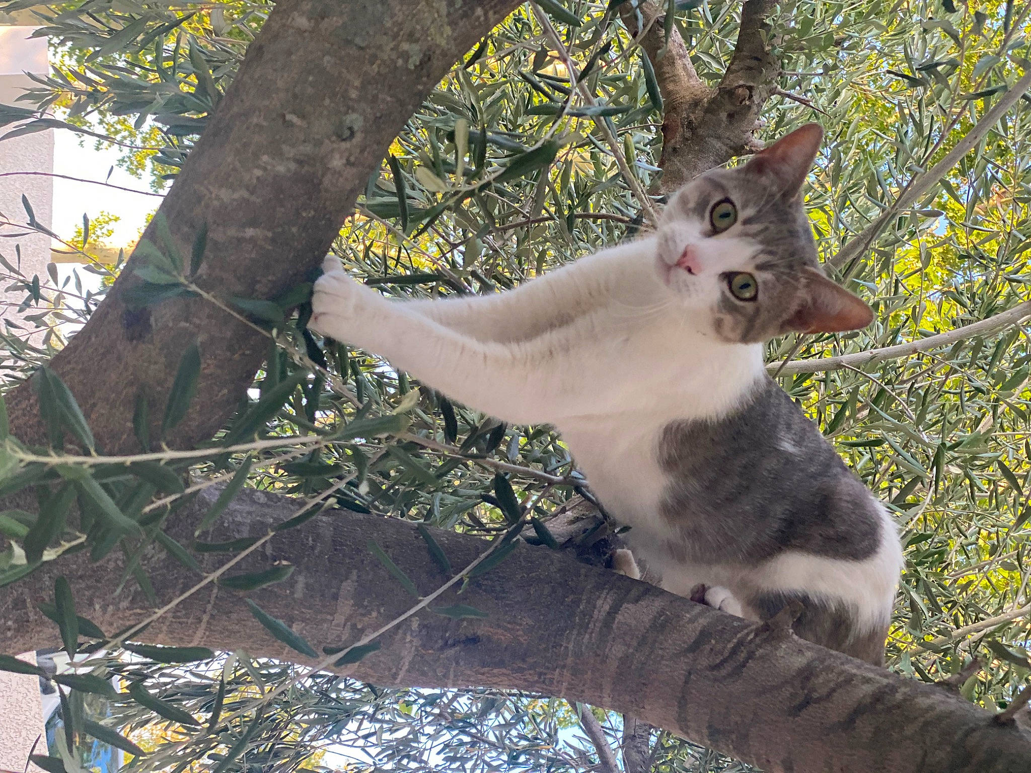 Boxeur a rejoint le concours — aidez-le/la à gagner de superbes lots ! branch, carnivore, cat, domestic_short_haired_cat, fawn, felidae, fur, grass, photo_caption, plant, small_to_medium_sized_cats, snout, tail, terrestrial_animal, tree, trunk, twig, whiskers, wildlife, wood