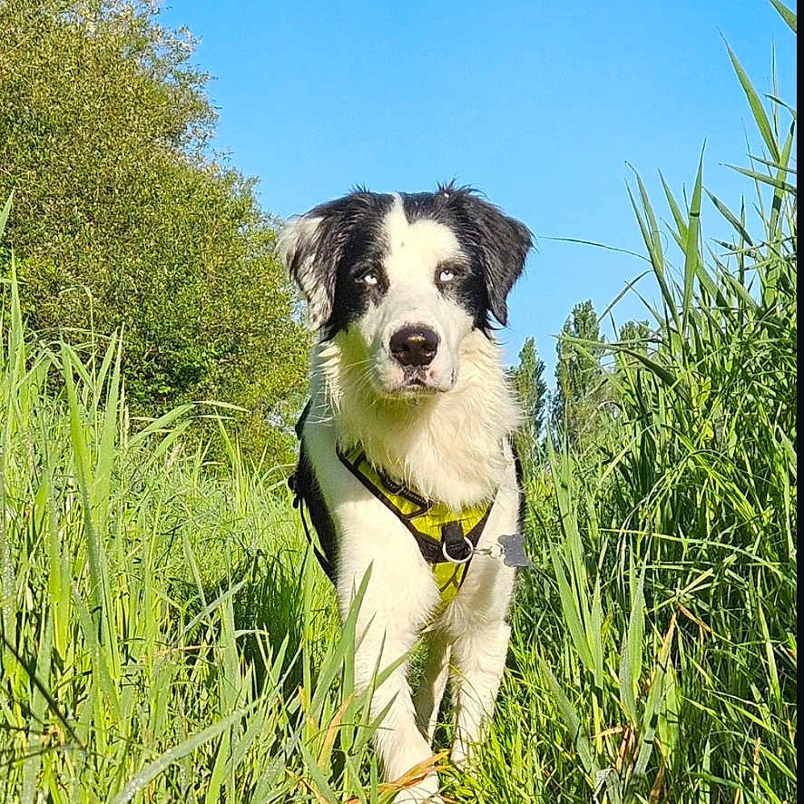 Uno a rejoint le concours — aidez-le/la à gagner de superbes lots ! animal, ball, canine, dog, field, grass, grassland, herbal, herbs, nature, outdoors, person, pet, plant, puppy, sport, tennis, tennisball, text, vegetation