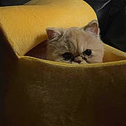 Chloe is registered to the contest to win money with this photo: big_eyes, cat, close_up, cozy, curled, cute, dark_background, ears, face, fluffy, furniture, indoor, peeking, persian_cat, pet, plush, portrait, sofa, whiskers, yellow_bed