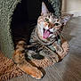 animal, cat, cat_house, cozy, curled_tail, cute, feline, floor, fur, green, indoor, orange, paw, pet, playful, resting, tabby_cat, tongue_out, whiskers, wooden_floor