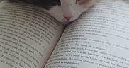 Aya a rejoint le concours — aidez-le/la à gagner de superbes lots ! cat, book, reading, fur, resting, closeup, animal, pet, indoor, cozy, head, text, page, relaxation, quiet, whiskers, multicolor, tabby, nap, soft