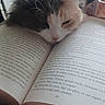 cat, book, reading, fur, resting, closeup, animal, pet, indoor, cozy, head, text, page, relaxation, quiet, whiskers, multicolor, tabby, nap, soft