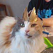 Aya a rejoint le concours — aidez-le/la à gagner de superbes lots ! cat, crown, fluffy, heterochromia, table, person, indoor, pet, animal, white_fur, orange_fur, gray_fur, blue_eye, green_eye, paper_crown, relaxed, closeup, portrait, domestic_cat, feline