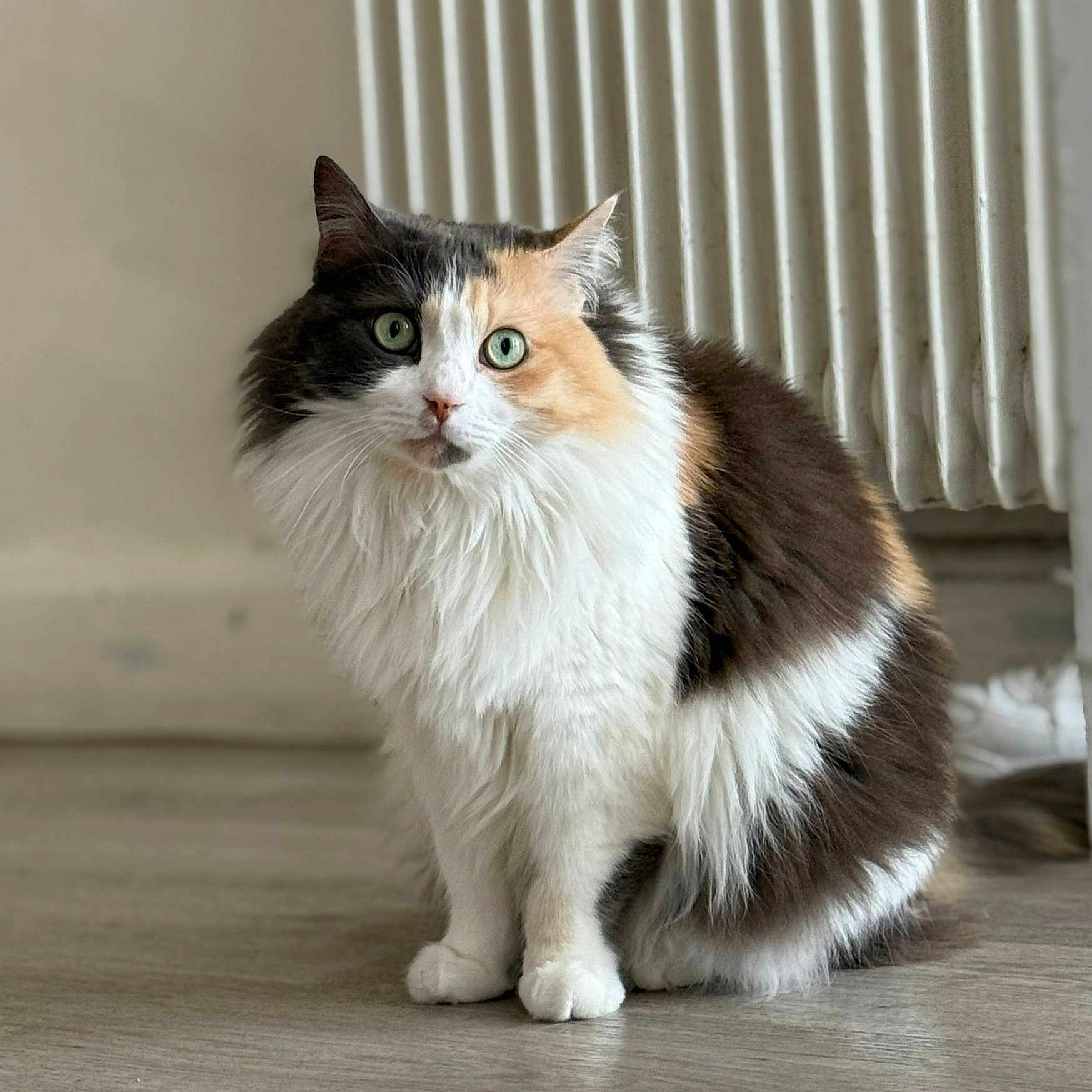 Aya a rejoint le concours — aidez-le/la à gagner de superbes lots ! cat, calico, fluffy, green_eyes, pet, indoor, floor, radiator, feline, curious, sitting, animal, domestic, whiskers, fur, portrait, closeup, cute, household, mammal
