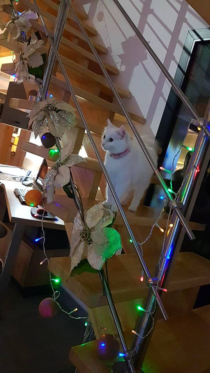 Sheila participe au concours pour gagner de l'argent avec cette photo : art, ceiling, display_case, event, eyewear, glass, interior_design, light_fixture, machine, metal, ornament, plant, retail, room, space, toy, tree, visual_arts, window, wood