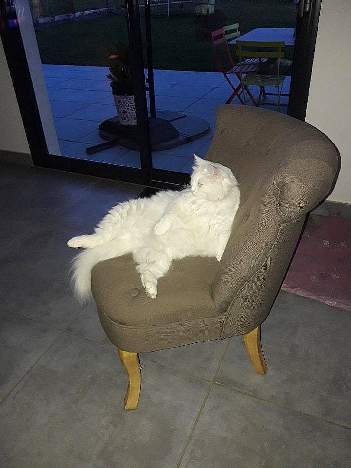 Sheila participe au concours pour gagner de l'argent avec cette photo : art, canidae, chair, comfort, companion_dog, fawn, felidae, floor, flooring, foot, fur, hardwood, human_leg, knee, small_to_medium_sized_cats, sporting_group, tail, thigh, wing, wood