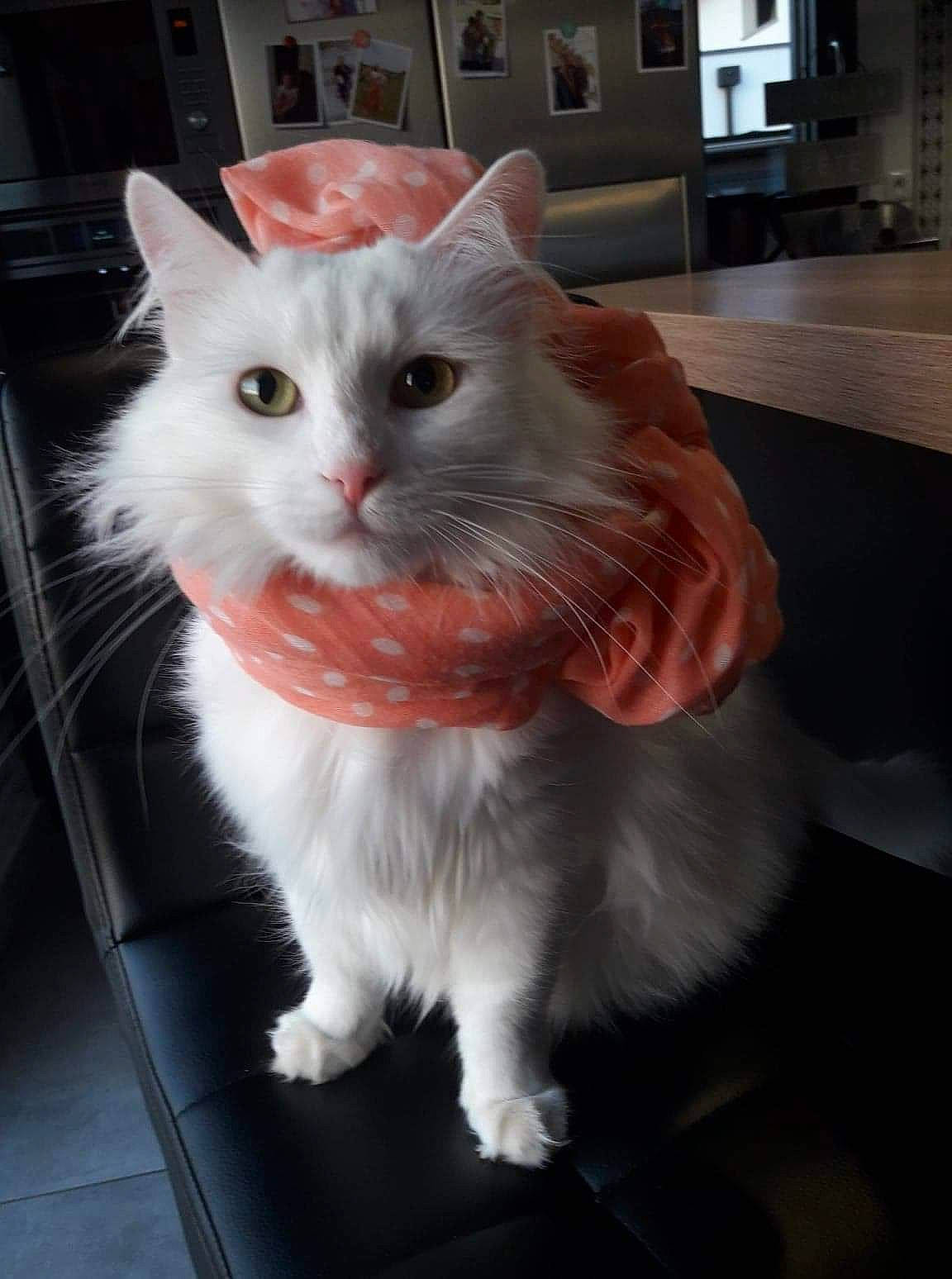 Sheila a rejoint le concours — aidez-le/la à gagner de superbes lots ! box, british_longhair, carnivore, cat, domestic_short_haired_cat, fawn, felidae, fur, hardwood, iris, paw, small_to_medium_sized_cats, snout, tail, whiskers, window