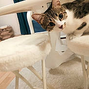 Patoune participe au concours pour gagner de l'argent avec cette photo : cat, tabby, furniture, stool, white, curious, indoor, pet, animal, floor, carpet, legs, cozy, home, domestic, cute, whiskers, ears, eyes, wooden_floor