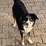 alert, animal, black_and_white, canine, dog, ears, friendly, fur, happy, legs, looking_up, outdoor, pavement, pet, smile, standing, sunlight, tail, tongue, walking_surface