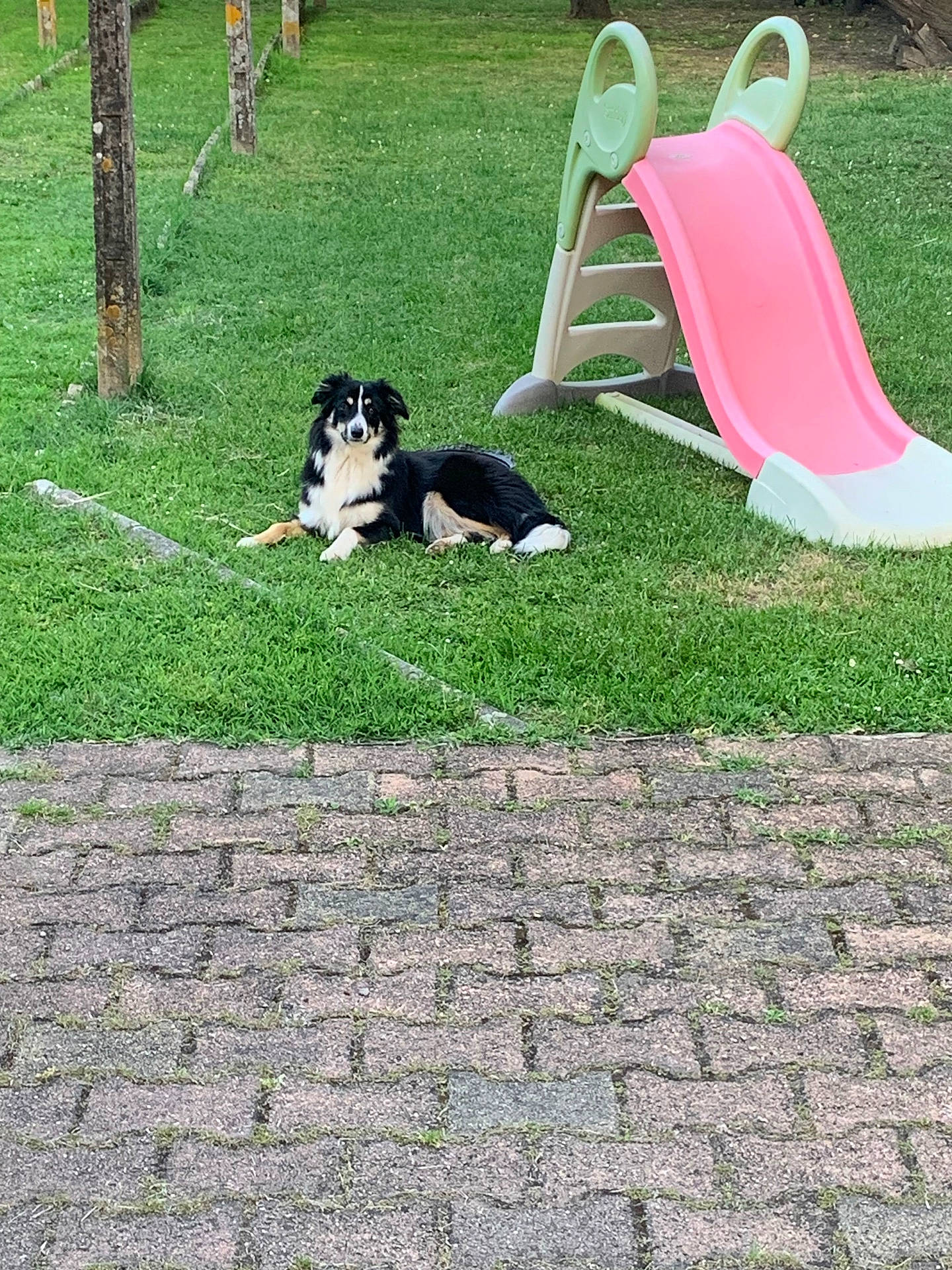 Vesta a rejoint le concours — aidez-le/la à gagner de superbes lots ! animal, black_and_white, canine, daytime, dog, fence, grass, lawn, nature, outdoor, park, pavement, pet, plastic, playground, recreation, relaxing, slide, wood, yard
