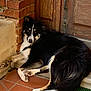 alert, black_and_white, brick_wall, canine, dog, domestic_animal, ears, fur, guarding, house, lying_down, outdoor, paws, pet, porch, relaxed, resting, tail, tile_floor, wooden_door