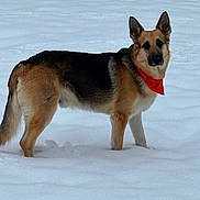 Samson joined the competition — help win amazing prizes! alert, animal, bandana, canine, cold, dog, ears, four_legs, fur, german_shepherd, mammal, nature, outdoor, pet, portrait, snow, standing, tail, white_background, winter